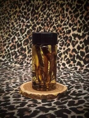 Devil's Shoestring ~ Ritual Oil ~ Powerhouse ~ Metaphysical
